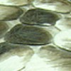 Marble Grain